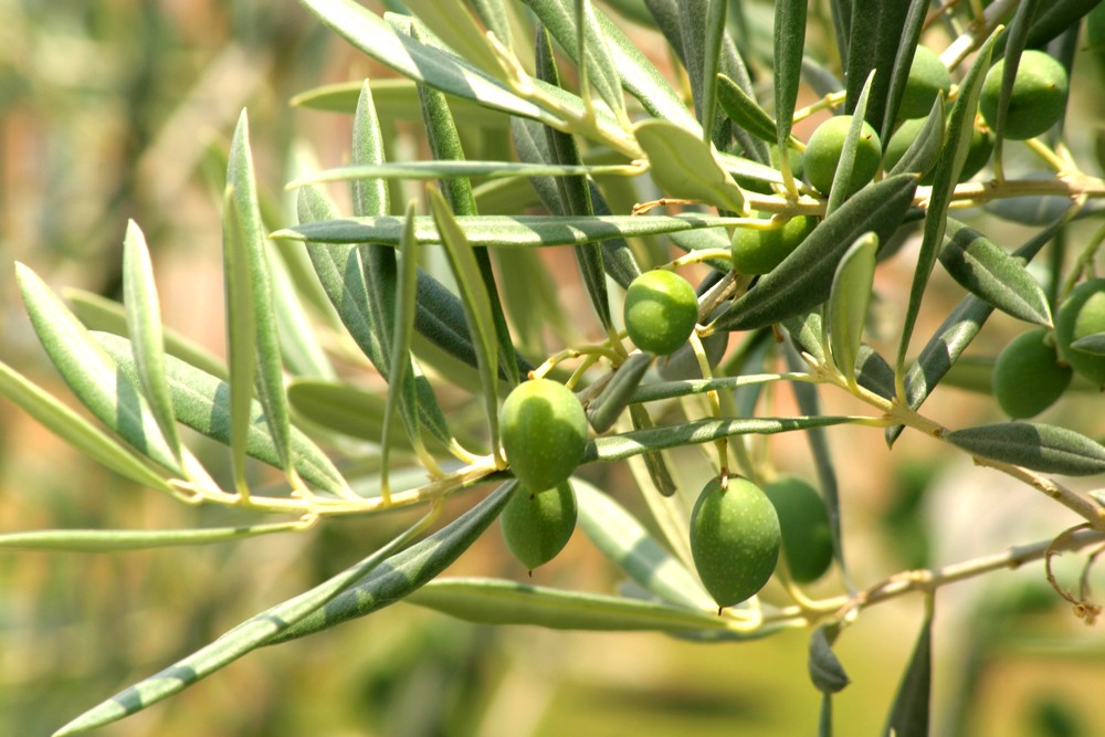 Que hacer con las aceitunas de un olivo